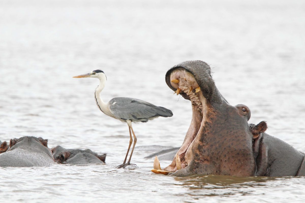 comedy wildlife photography awards winnaars 2022