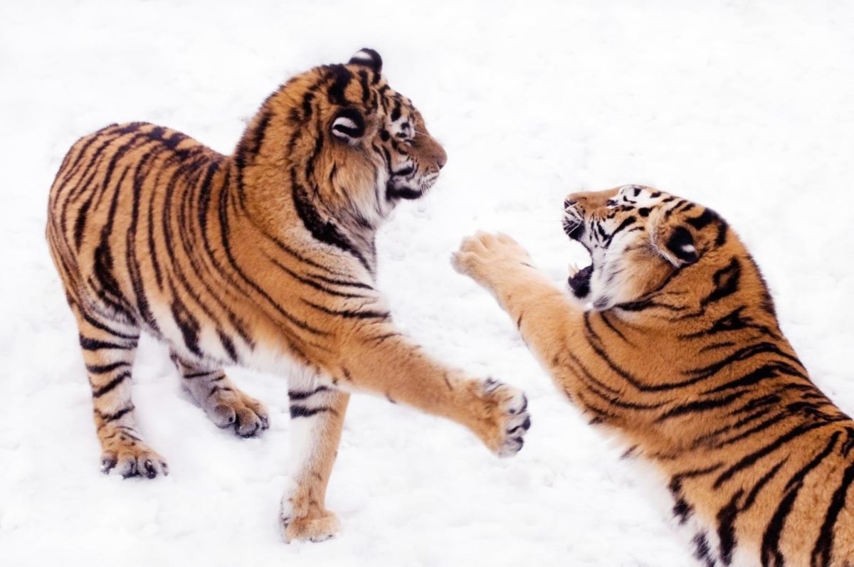 Siberische tijger