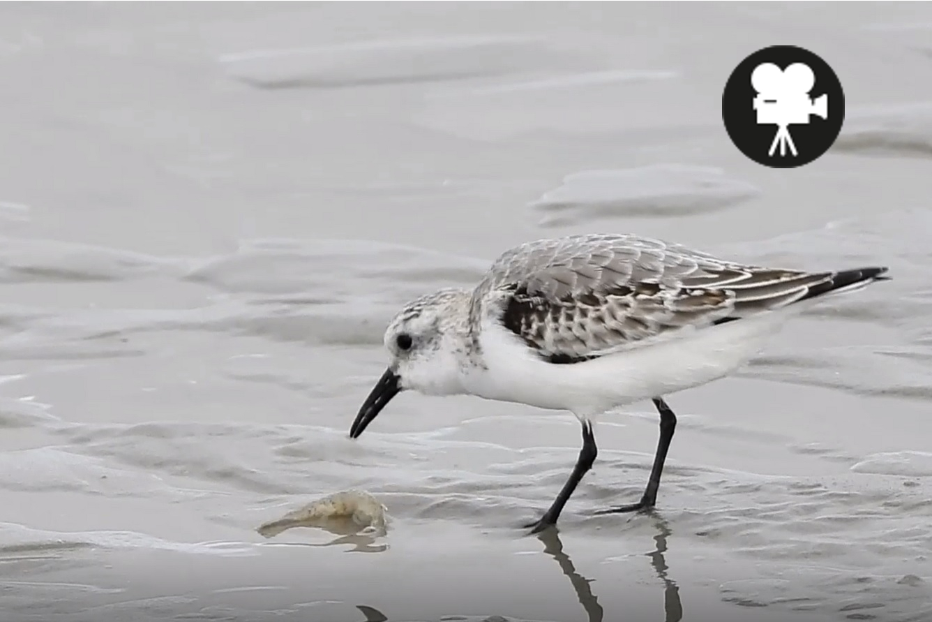 drieteenstrandloper pelt een garnaal