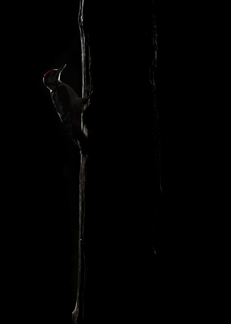 Dark Woodpecker