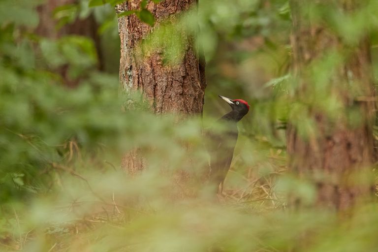 Dryocopus Martius in zijn Habitat