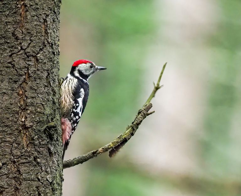 Middelste Bonte Specht op de Veluwe