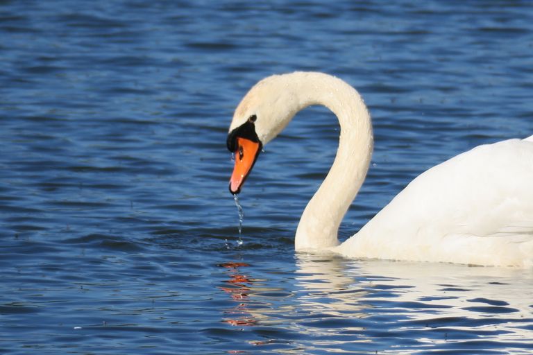 Het water loopt je in/uit de mond... - Roots magazine