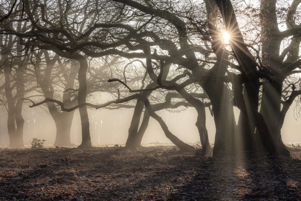 Roots natuurfotowedstrijd