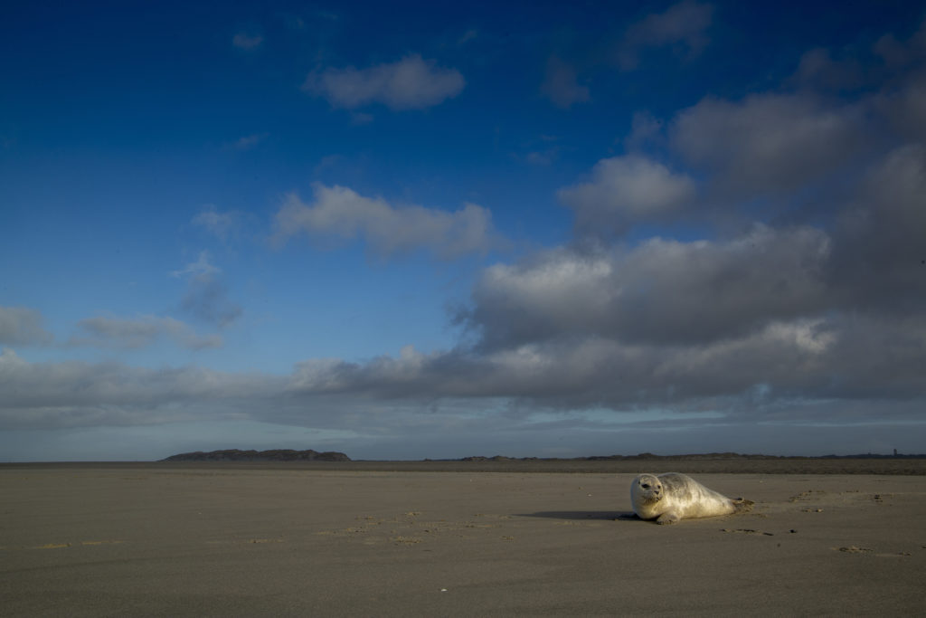 strand ruben smit