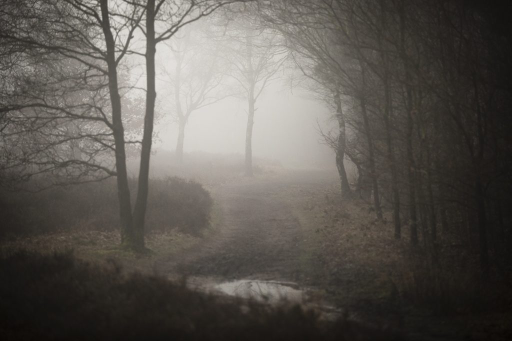 haiku over bospad in mist