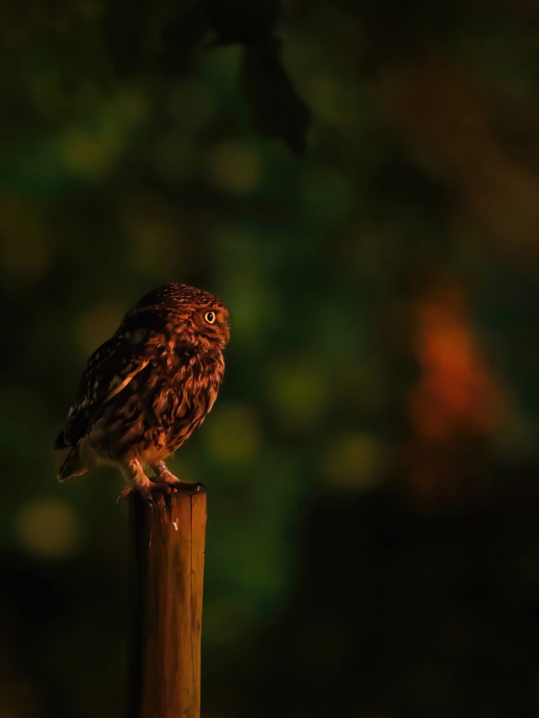 foto van de maand december