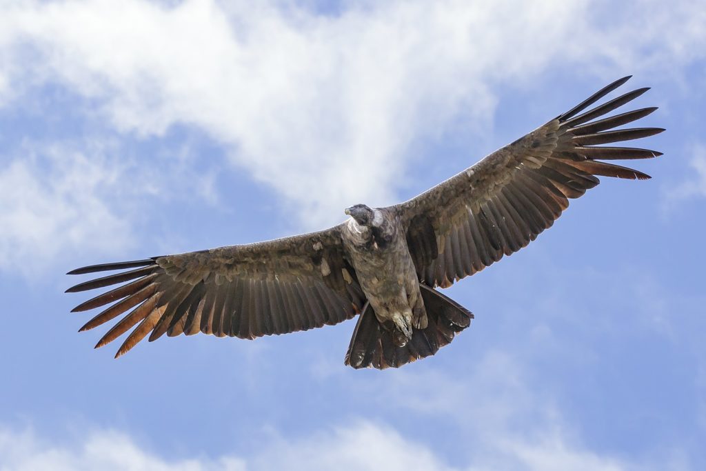 10 vogels met de grootste spanwijdte