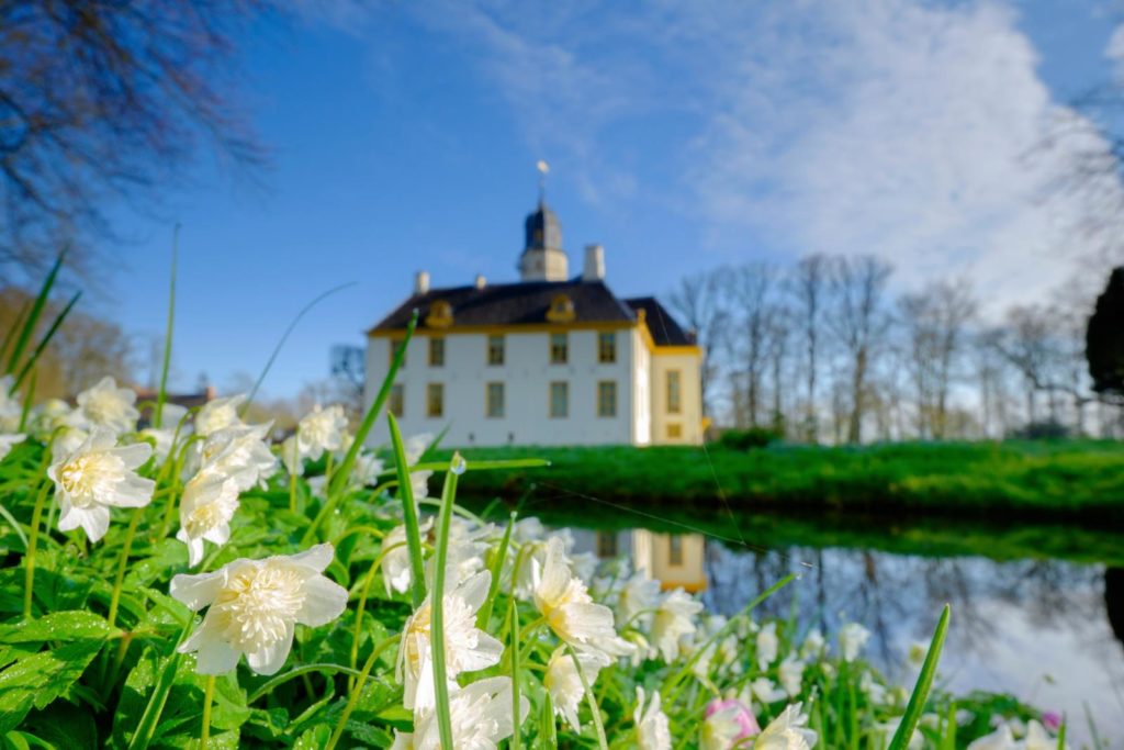 Stinzenplanten