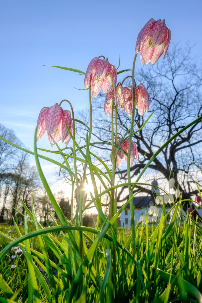 kievitsbloem is een stinsenplant