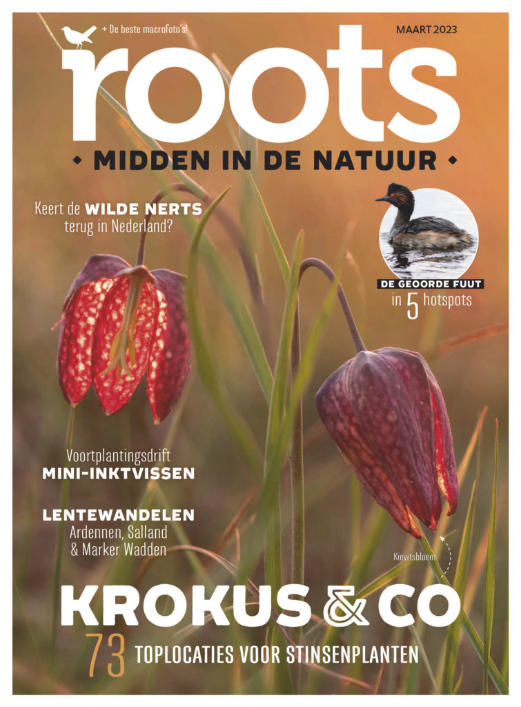 Roots maart