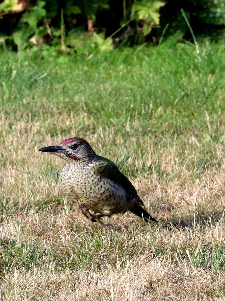 Huppelende jonge groene specht.