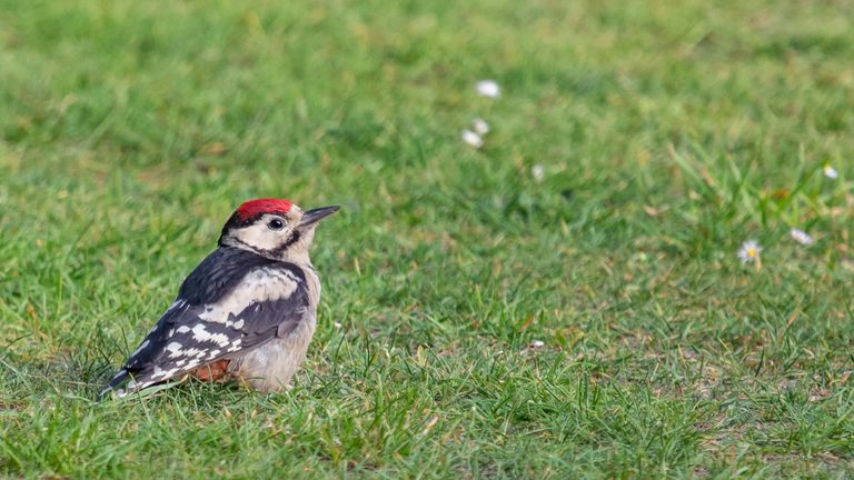 Jonge bonte specht in het groen