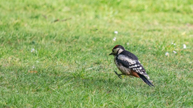 Jonge specht dartelt in de wei