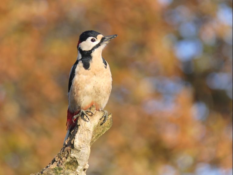 herfst specht