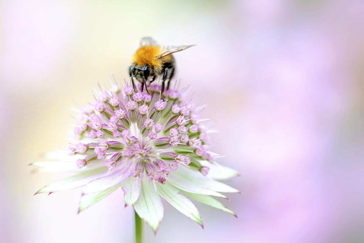 bee-washing