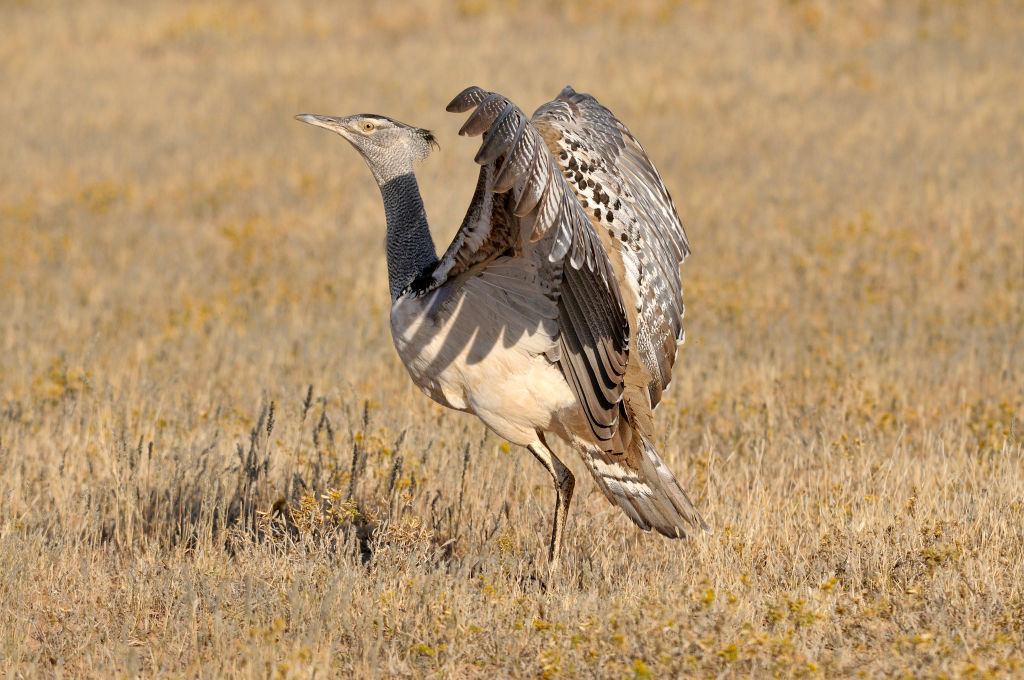 De koritrap is de zwaarste vliegende vogel