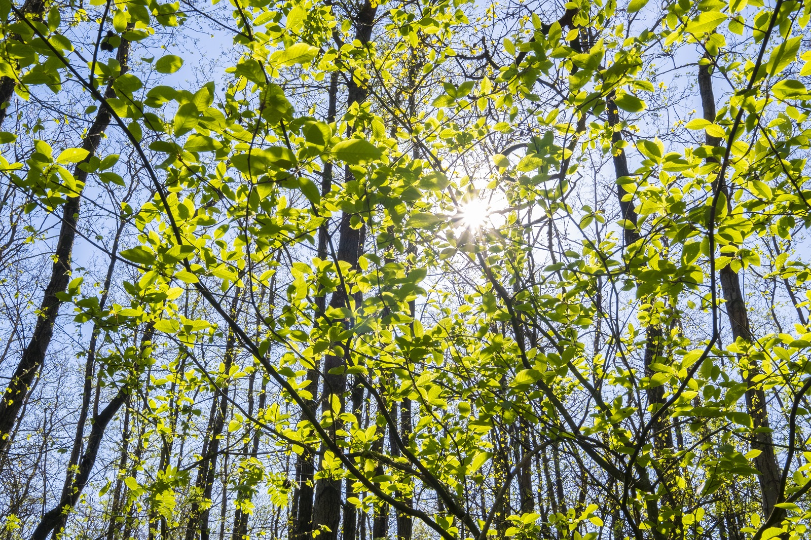 Wat een vraag: wanneer begint de lente?