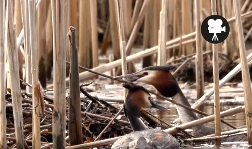 futen bouwen een nest