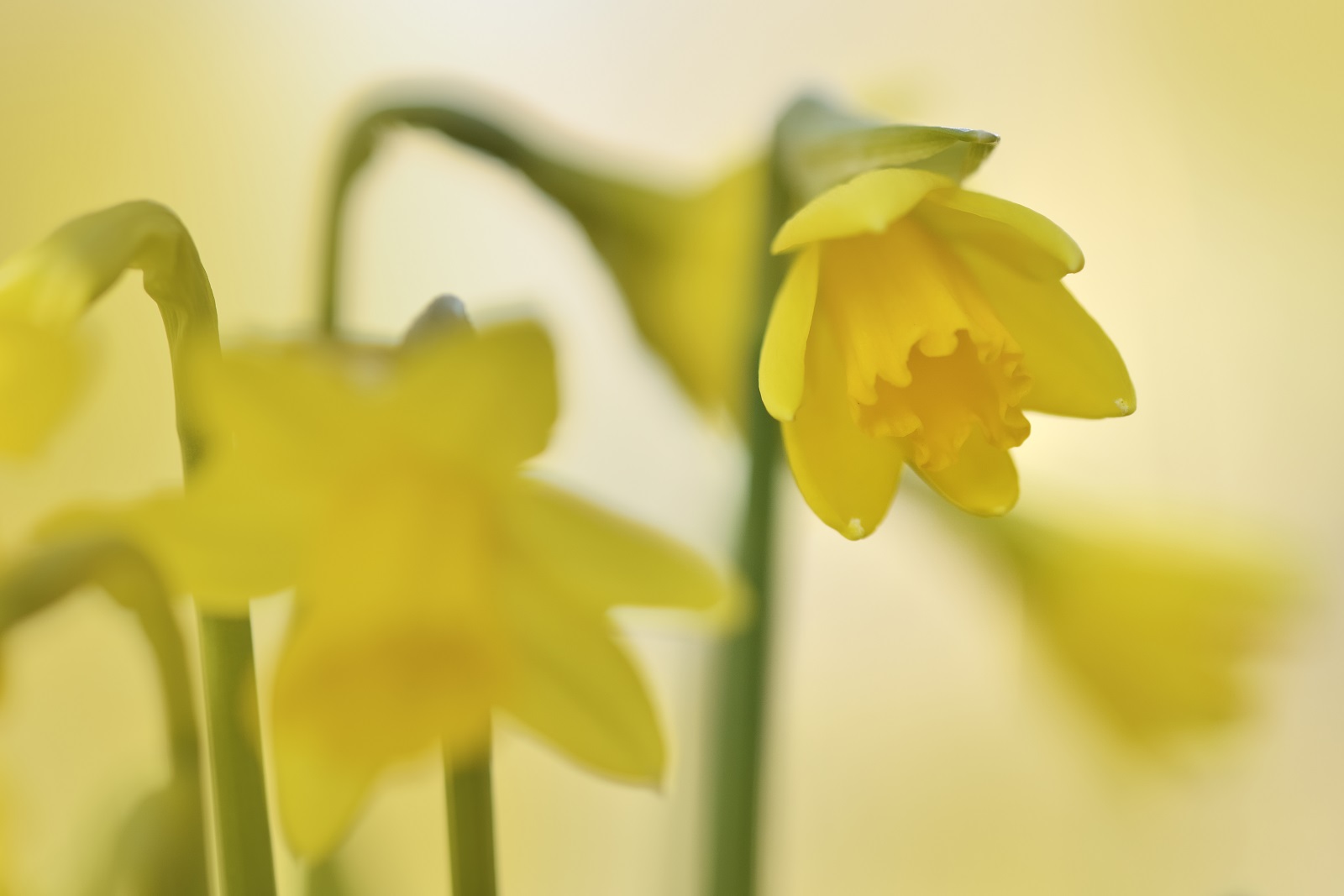 narcissen geven het lentegevoel