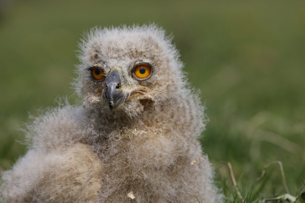 jonge dieren