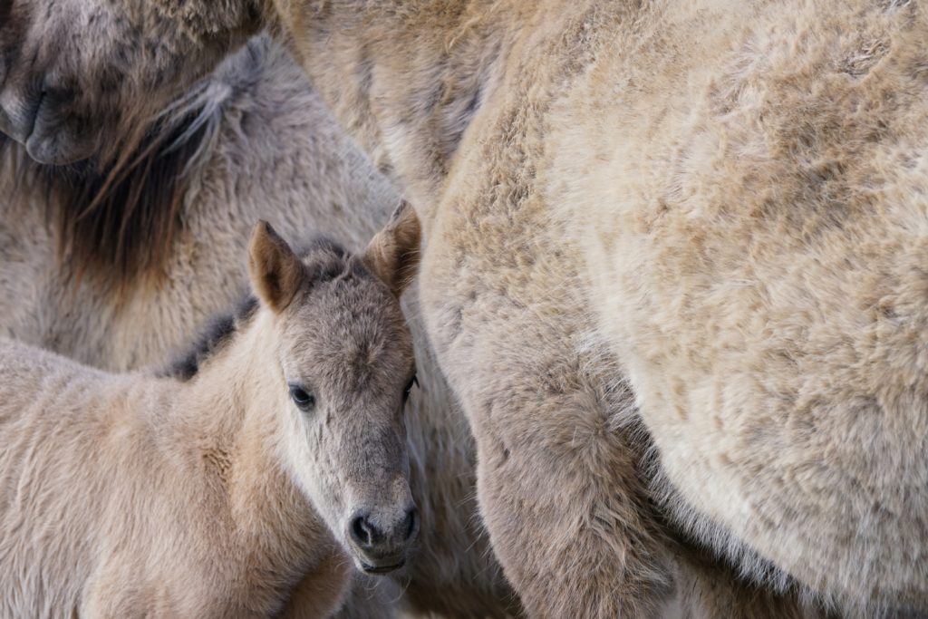 jonge dieren