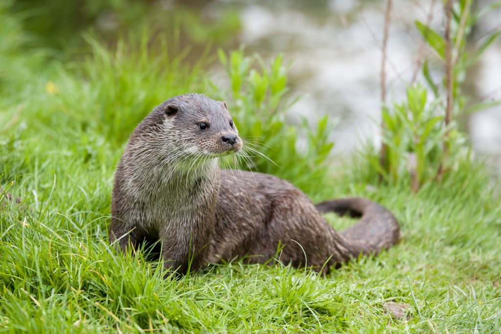 otter op de oever