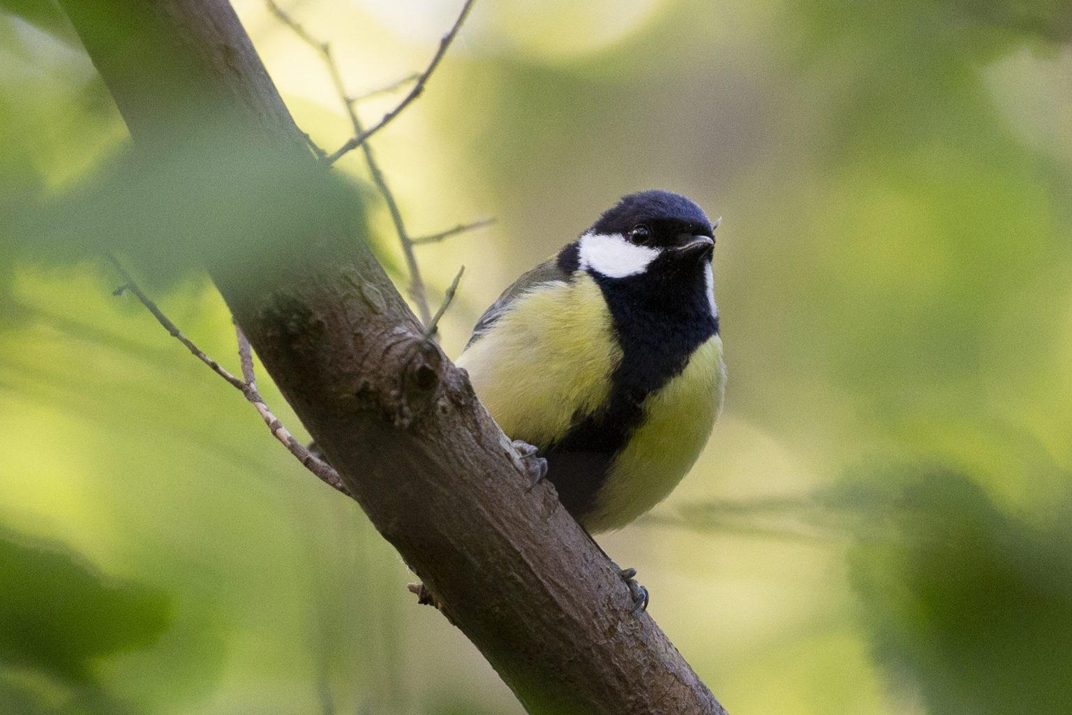 De koolmees: alles wat je erover wilt weten