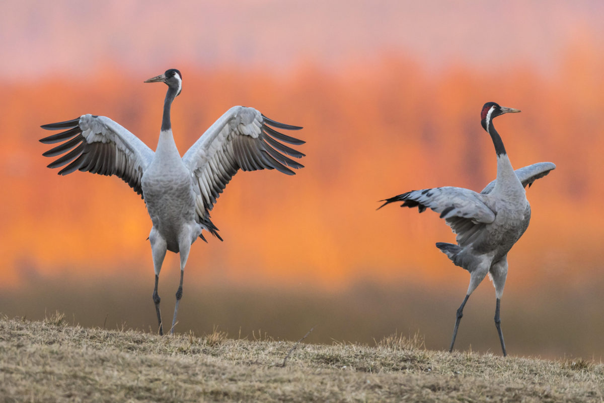 vogeltrek kraanvogels Nederland