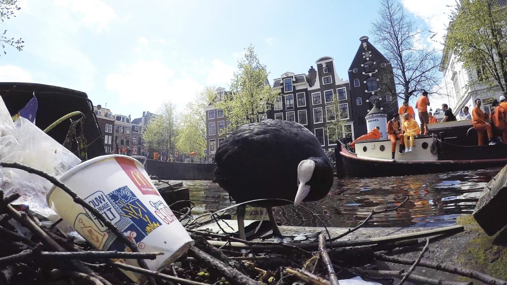 Aparte voorwerpen op nest meerkoet