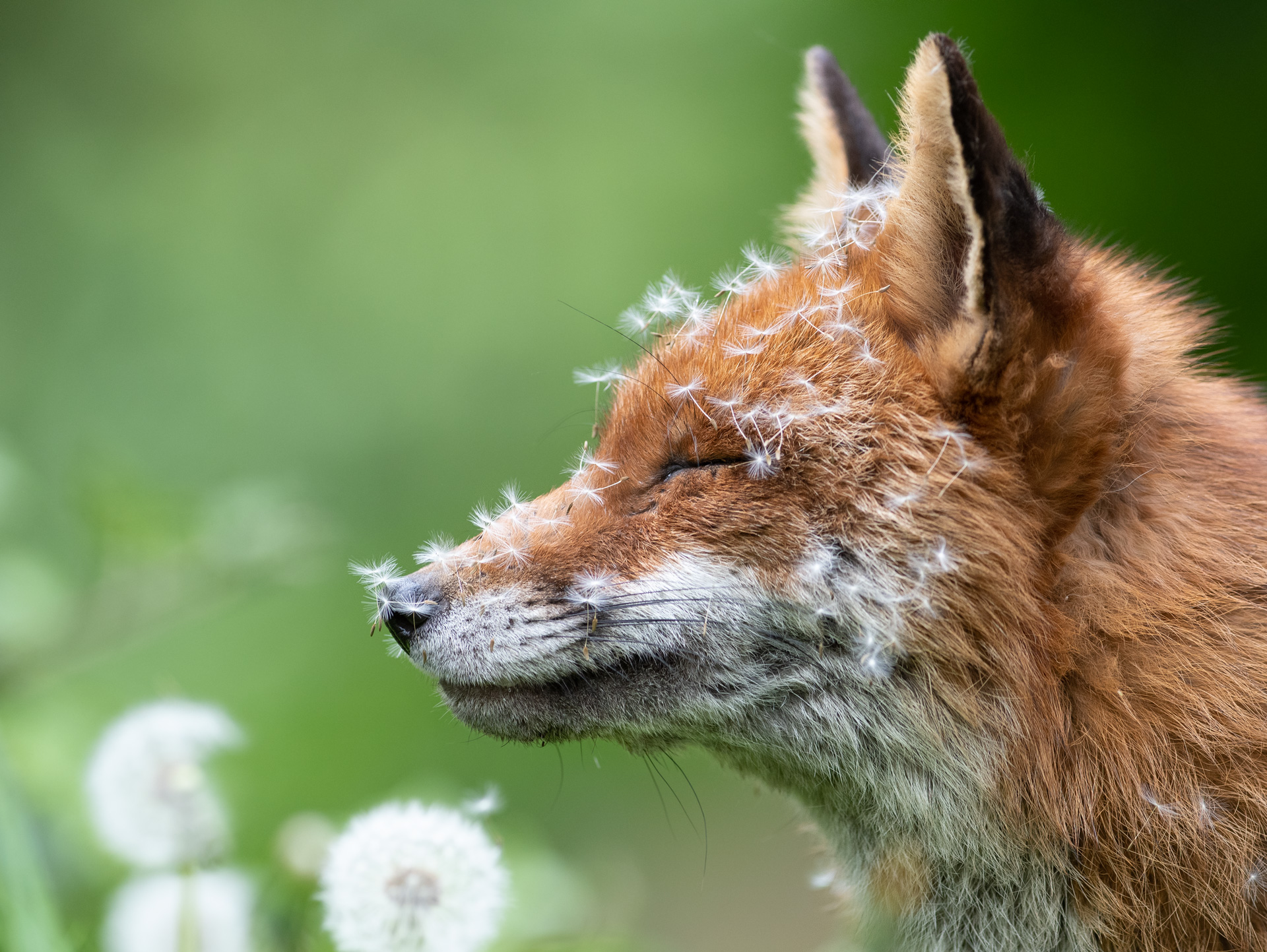 British Wildlife Photography Awards