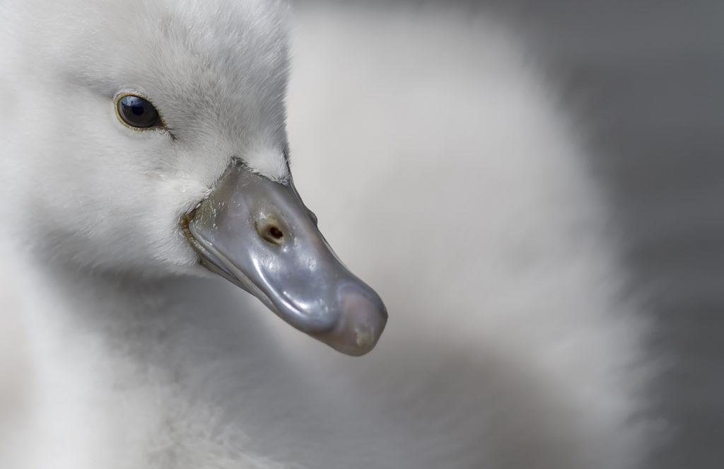 jonge dieren