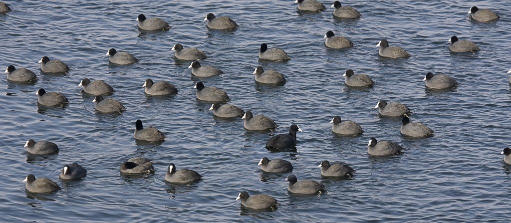 De meerkoet leeft 's winters in grote groepen