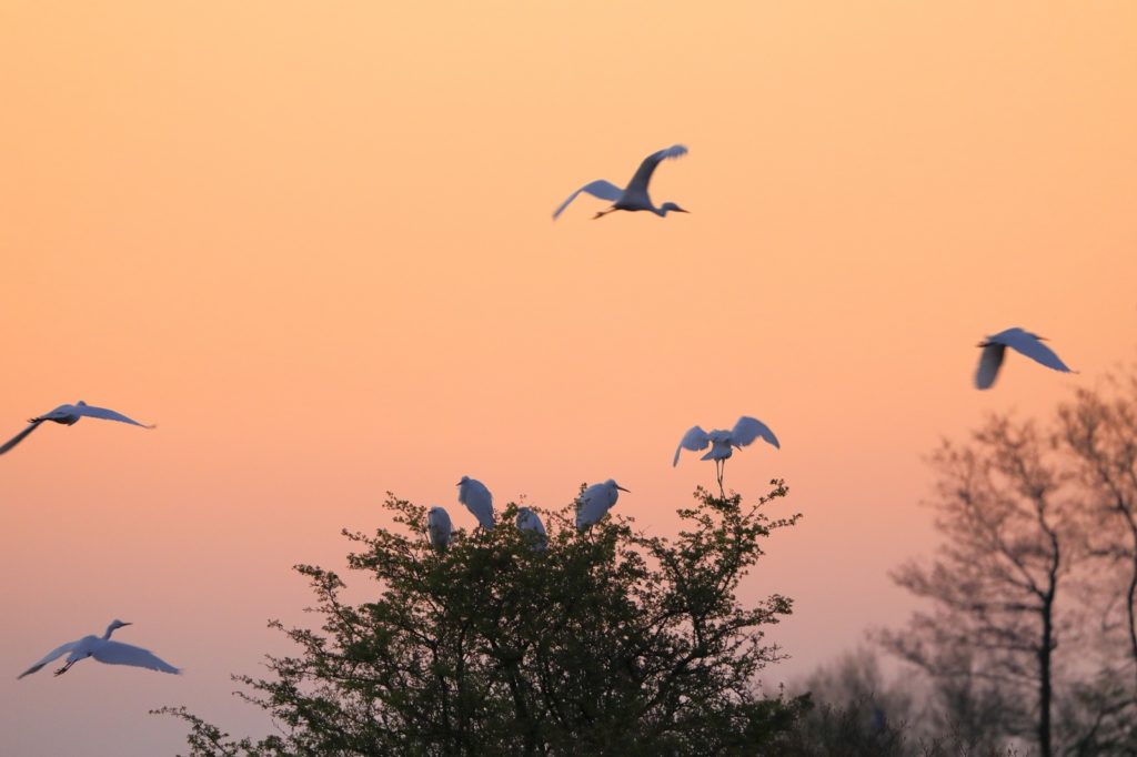 grote zilverreigers in het Harderbos