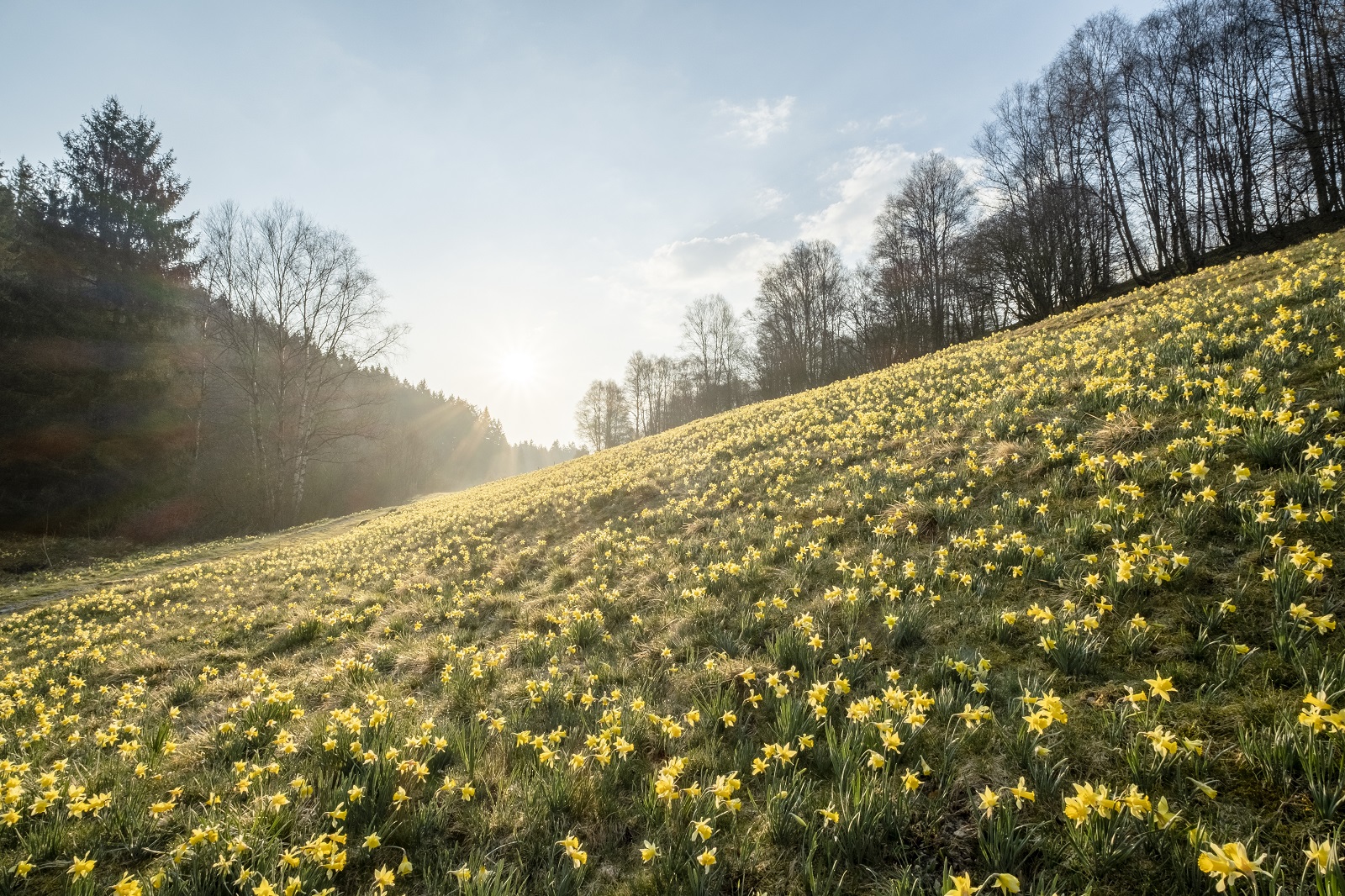 wilde narcis in Perlenbachtal