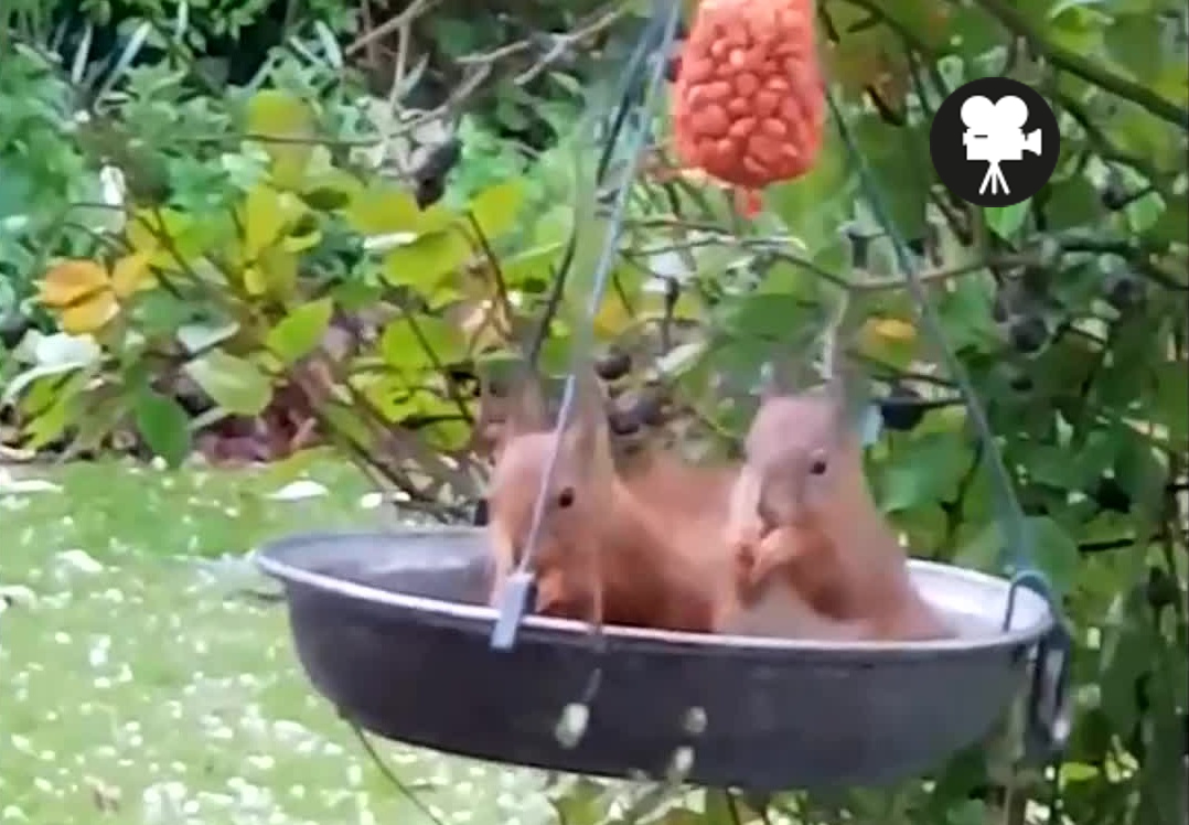 twee eekhoorns op de schommel