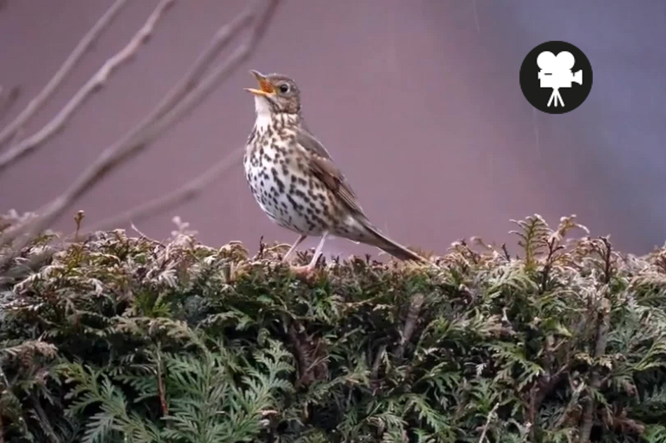 zanglijster zingt in regen