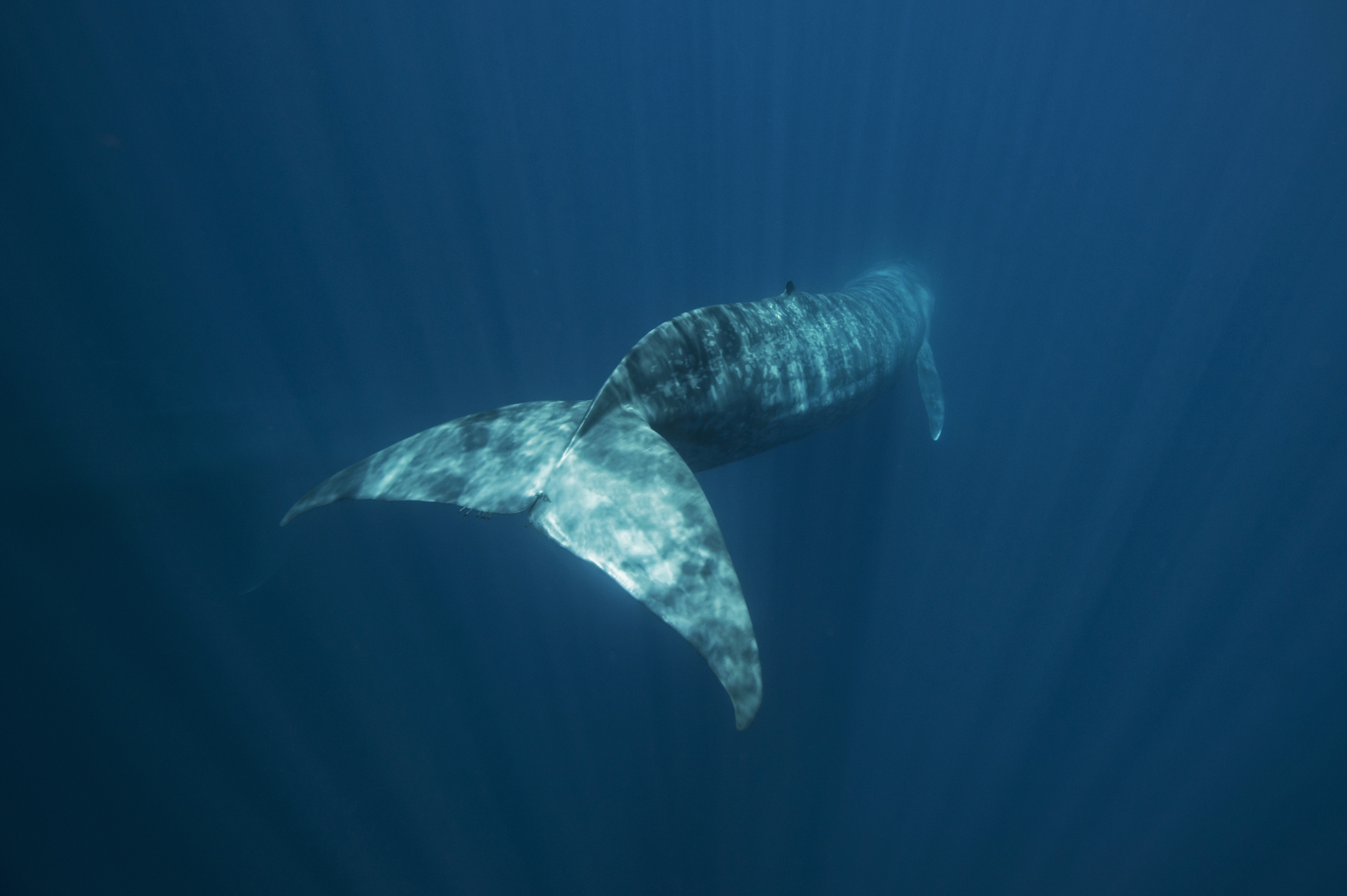 10 diepste zeeën en oceanen