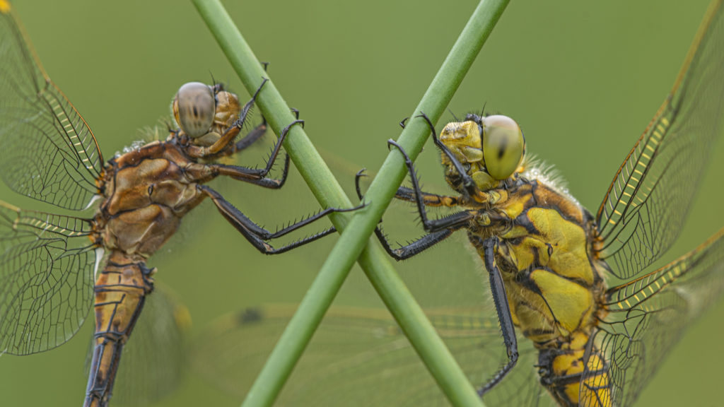 foto van de maand maart