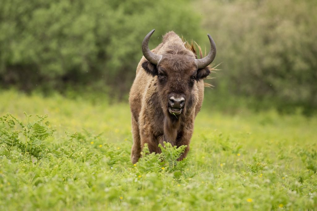 wisent in Slikken van de Heen