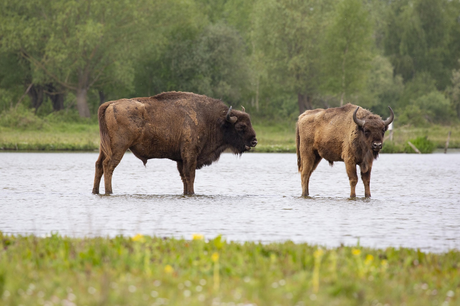 wisenten in Slikken van de Heen