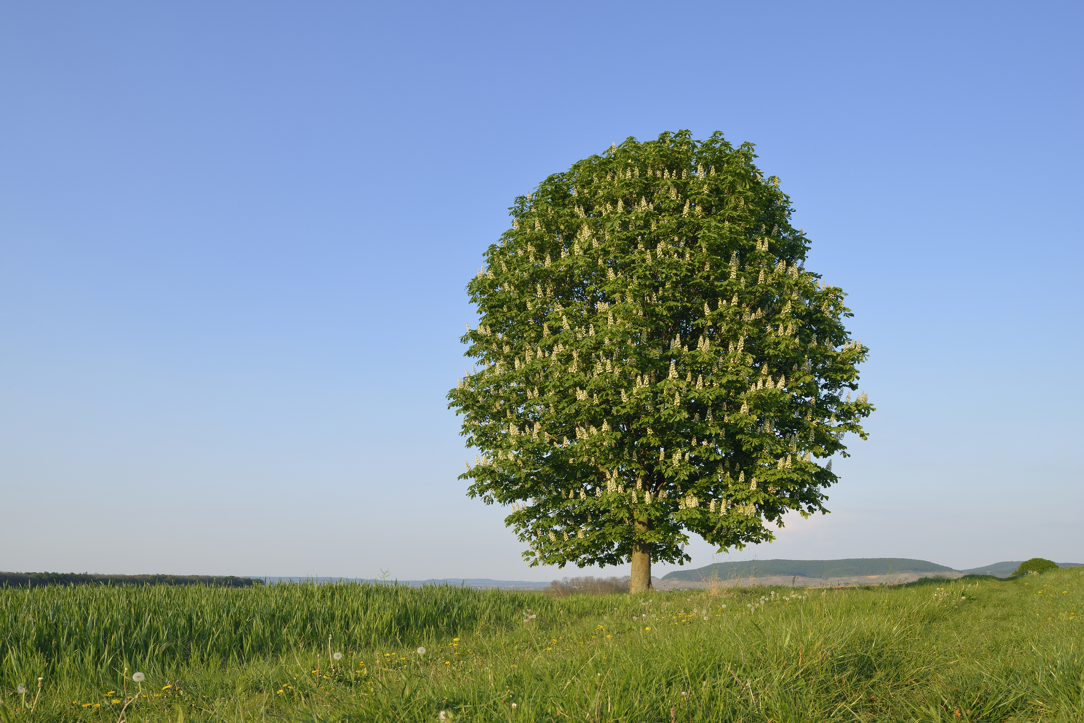 witte paardenkastanje