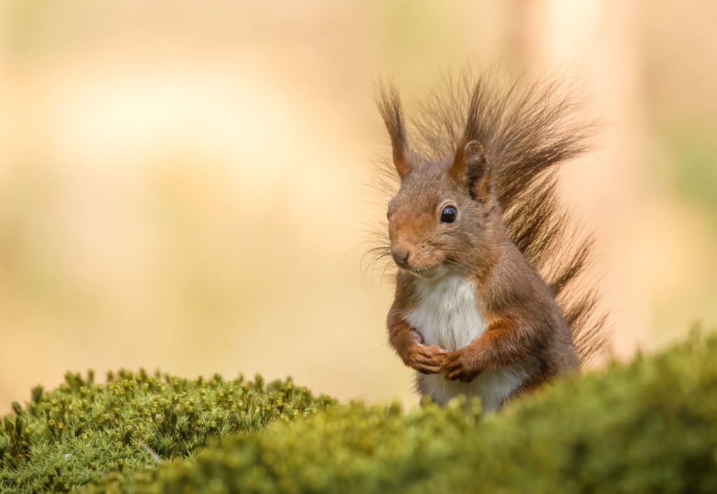 dierenportretten