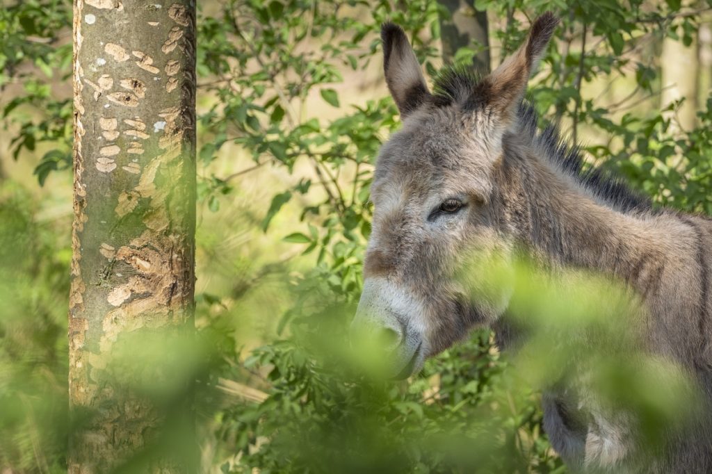 ezel grazen langs de Tungelroyse Beek