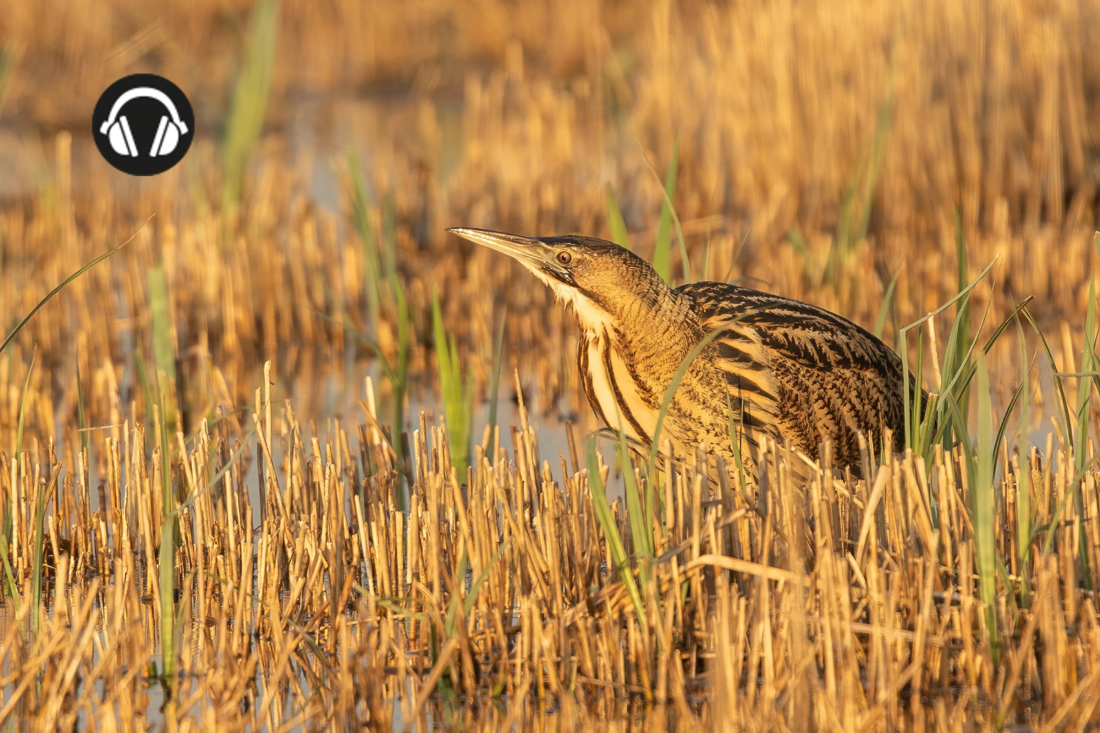 roerdomp in het riet