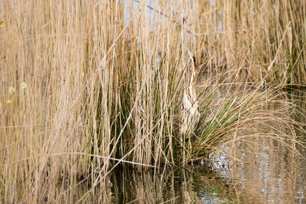 roerdomp in het riet