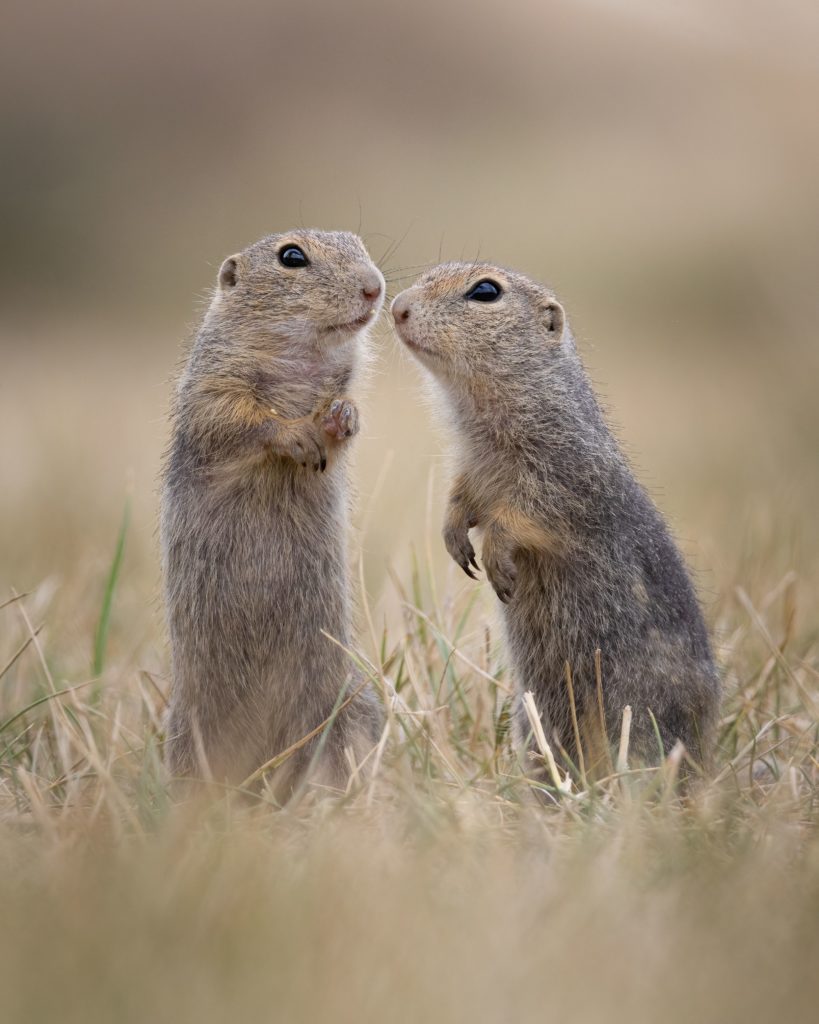 Natuurfotowedstrijd 2023