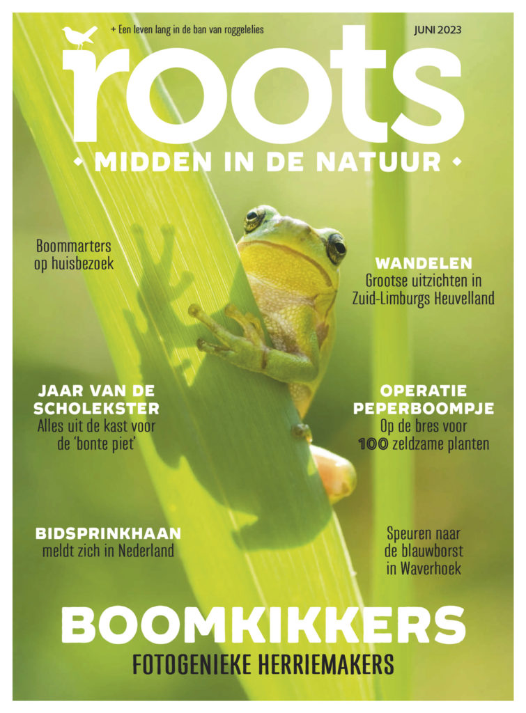 Roots juni 2023