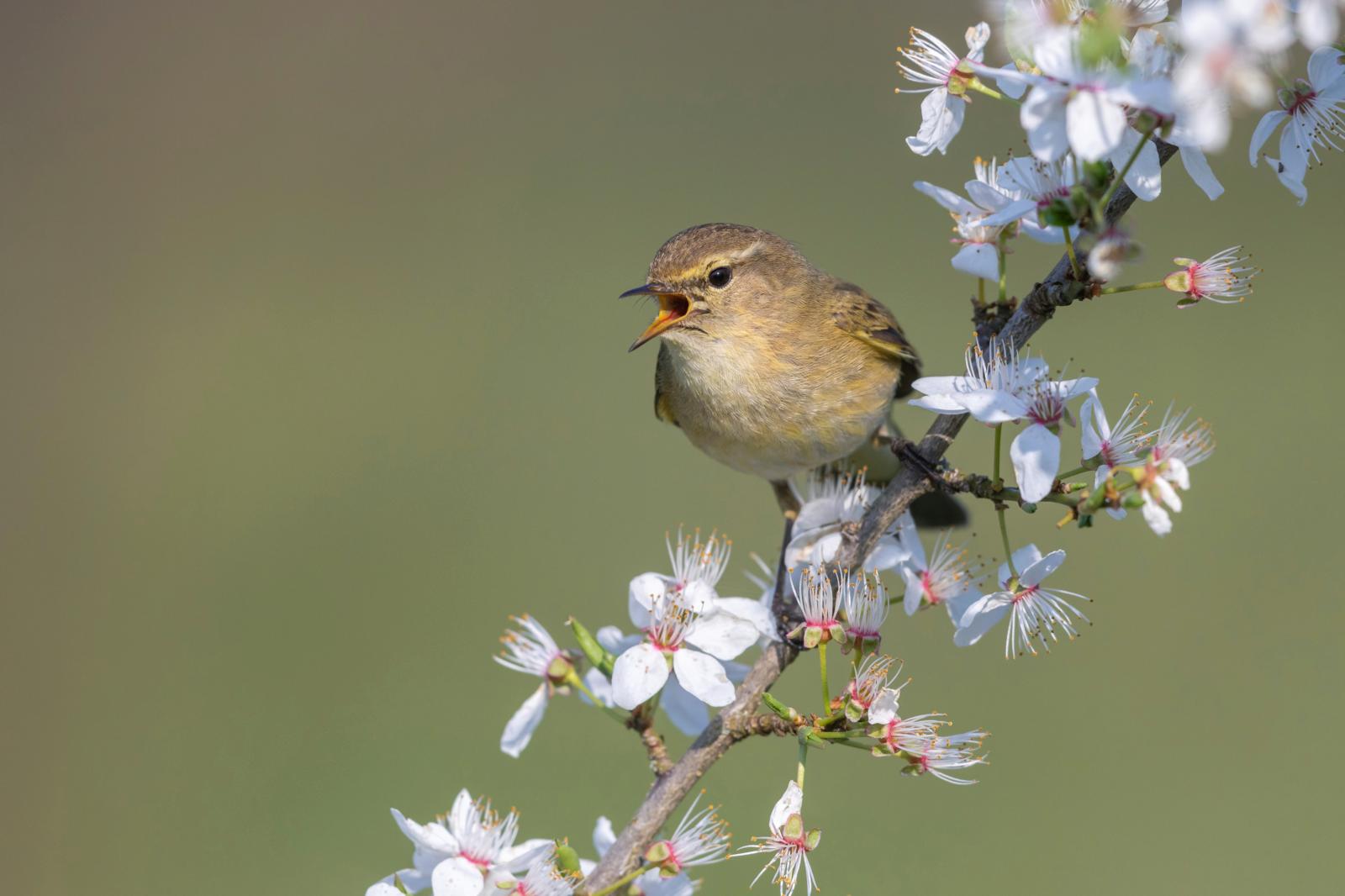 vogelgeluiden