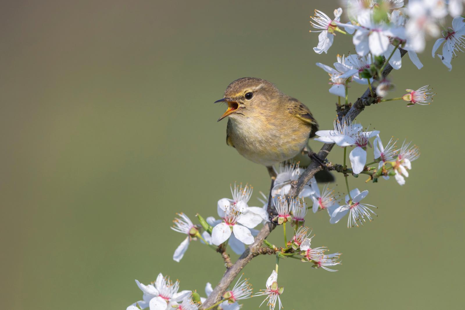 vogelgeluiden